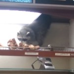 raccoon_steals_donut