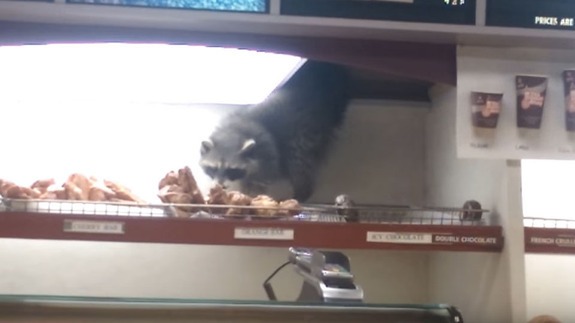Raccoon_steals_donut