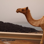 djibouti-camel
