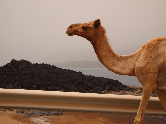 djibouti-camel