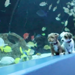 lead-img-puppies-explore-aquarium-coronavirus