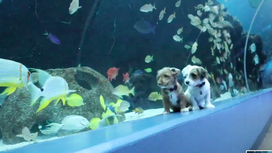 Take a break from stressing and watch these puppies explore an aquarium