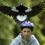 lead-img-australia-magpies-swooping-season-masks