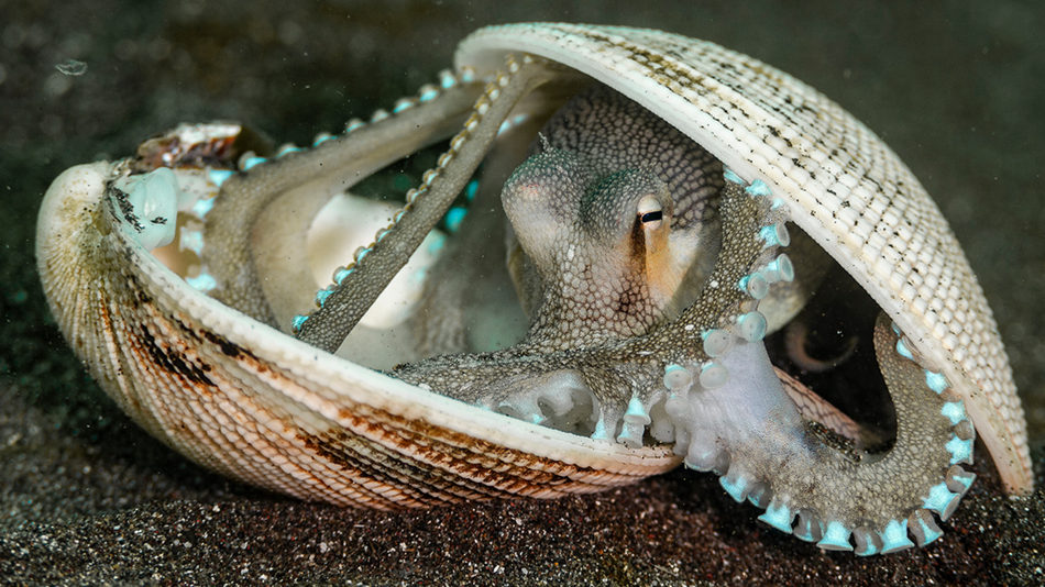 25 wildlife photos that show nature at its most beautiful, weird, and brutal