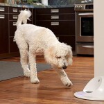 lead-img-best-automatic-dog-feeders