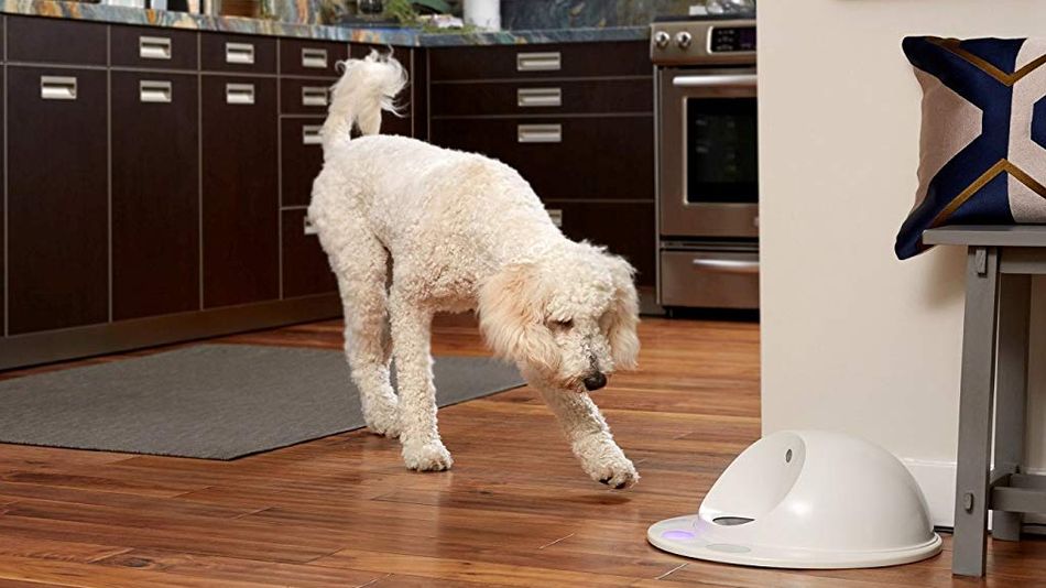 6 of the best automatic dog feeders to keep your BFF fed on time