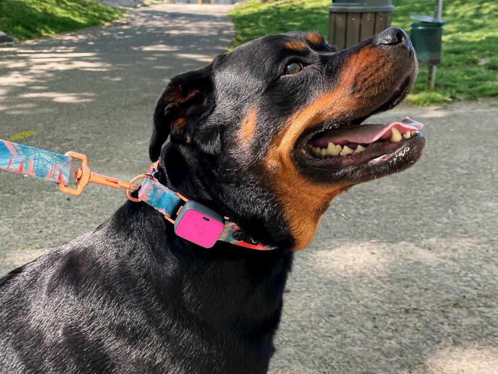 a leashed rottweiler wearing a pink whistle go explore pet tracker