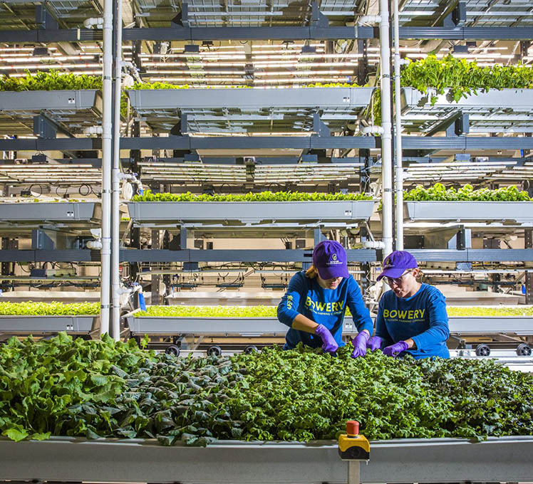 Bowery Farming workers growing vertical farms