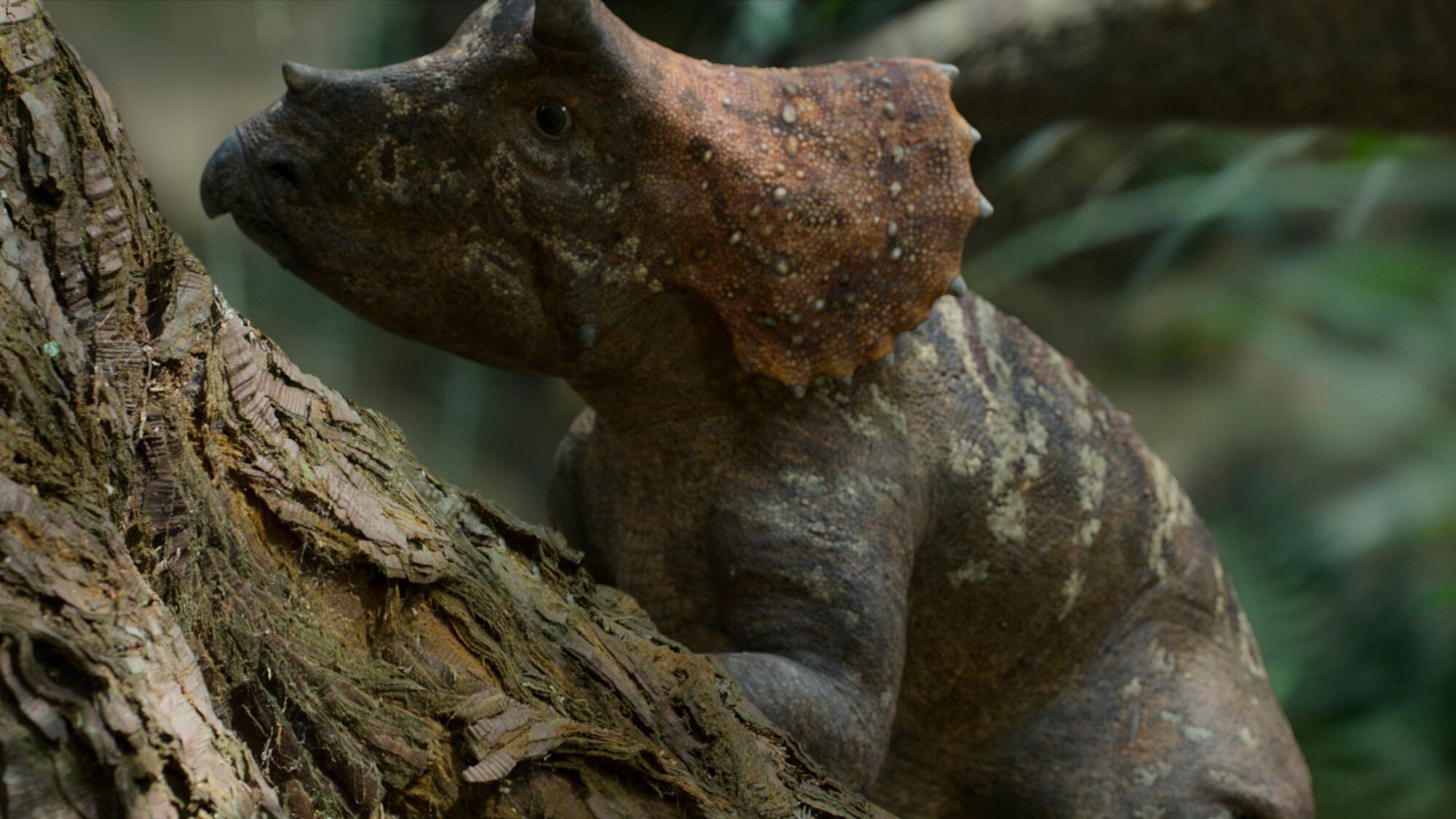 A baby triceratops perches on a tree branch.