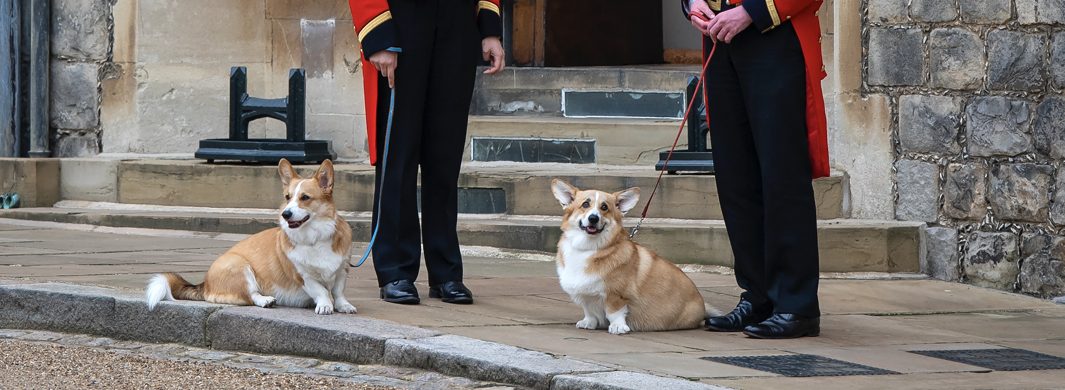 The royal corgis outside of Windsor Castle.